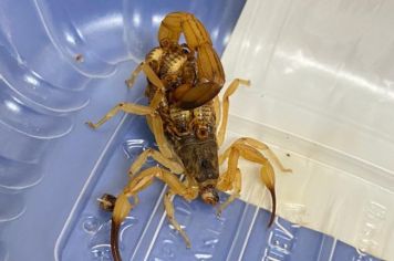 Cuidados com escorpiões devem ser redobrados em períodos de chuvas