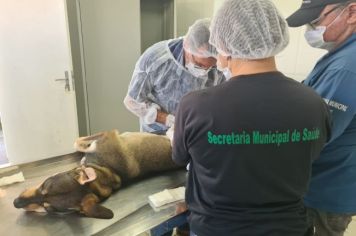 CCZ inicia novo cadastramento para castração de cães e gatos machos