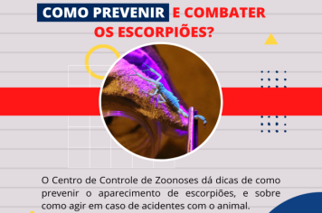 População deve procurar a Santa Casa em caso de acidentes com escorpiões