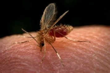 Saúde confirma segundo caso de 2022 de leishmaniose em humanos 