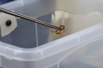 Centro de Controle de Zoonoses alerta para riscos do uso de inseticidas no combate a escorpiões