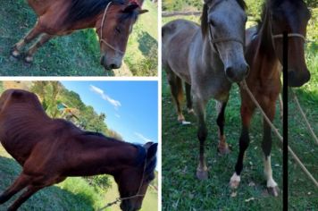 Secretaria de Meio Ambiente recolhe cinco cavalos soltos em via pública