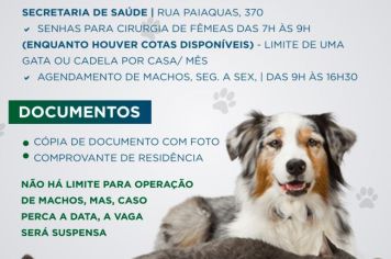 Tupã disponibiliza 200 novas senhas para castração de cadelas e gatas