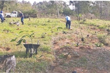 Prefeitura planta 2.413 mudas de árvores no Tupã Country Clube