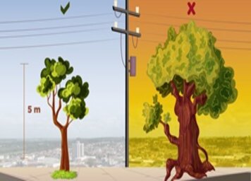 Arborização Urbana e a obrigatoriedade do plantio de mudas
