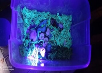 Zoonoses retira mais escorpiões do Cemitério da Saudade