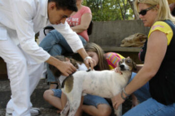 Campanha de Vacinação Antirrábica começa nesta segunda (9) em Tupã
