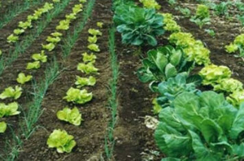 Curso de olericultura orgânica iniciará nos dias 17 e 18 de março