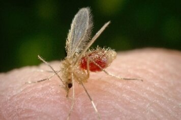 CCZ reforça busca ativa por leishmaniose em humanos e animais