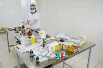 Saúde encerra inscrições para castração de cães e gatos fêmea