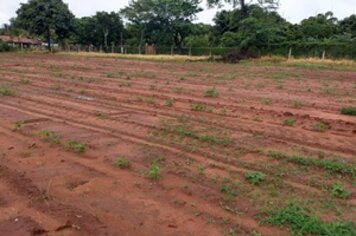 Secretaria de Agricultura realiza plantio experimental de mandioca