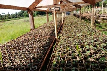 Viveiro Municipal disponibiliza mais de duas mil mudas de eucalipto