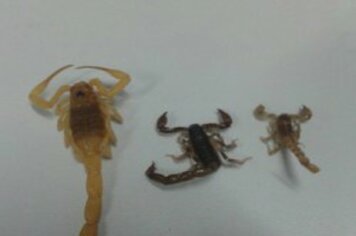 Gaspar e vereador Caio Aoqui entregam equipamentos para skatistas