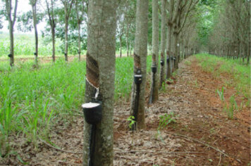Prefeitura lança diversos cursos com temas agrícolas para o mês de março