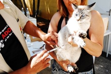 Primeiro dia de vacinação antirrábica imuniza 173 animais