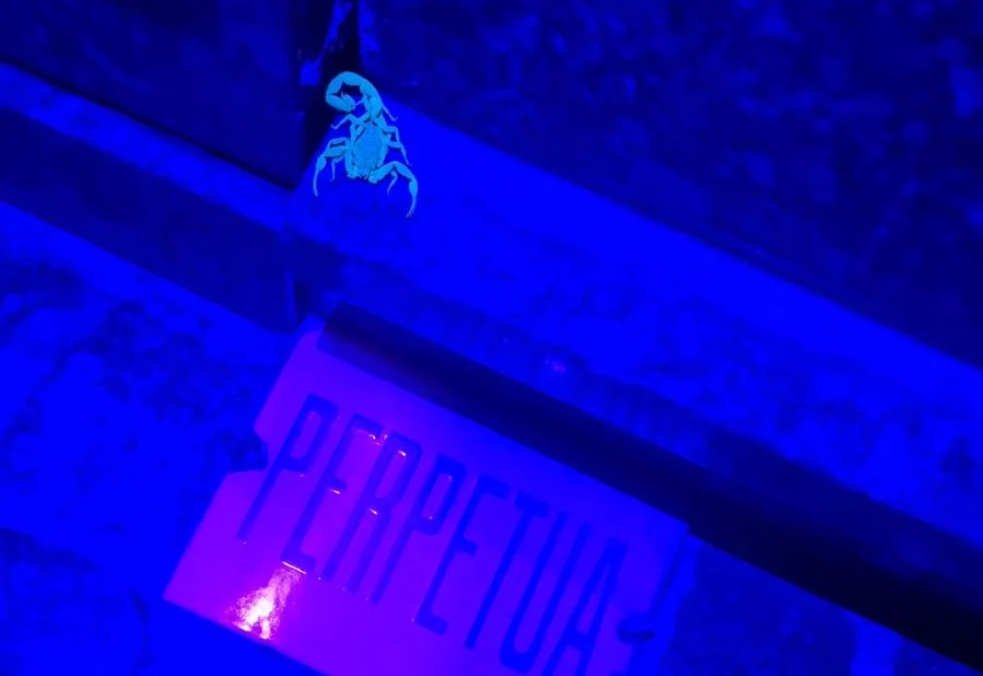 Centro de Controle de Zoonoses de Tupã reforça papel de referência regional no combate ao escorpionismo