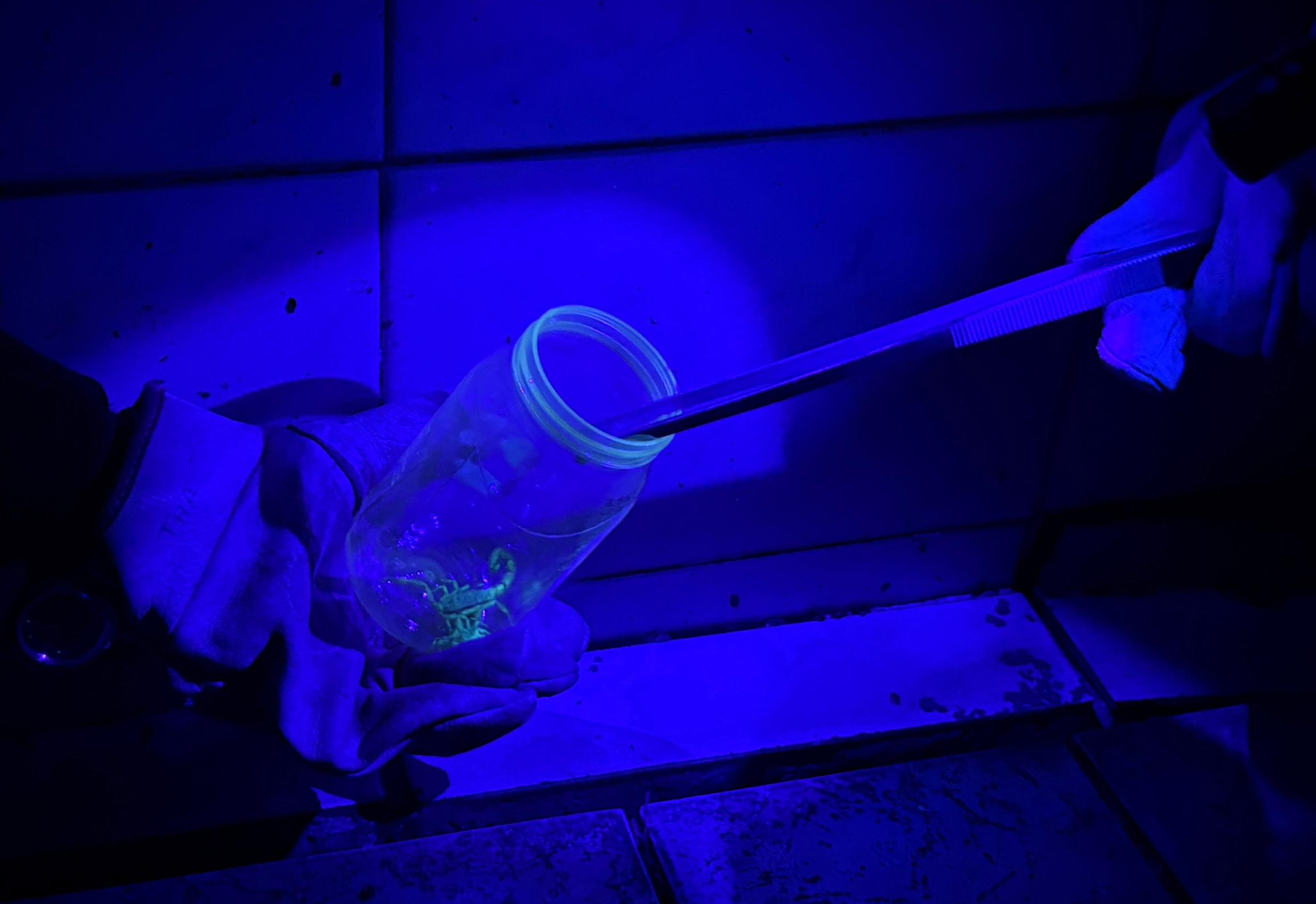 Equipe de controle de zoonoses “caça” escorpiões no Cemitério da Saudade