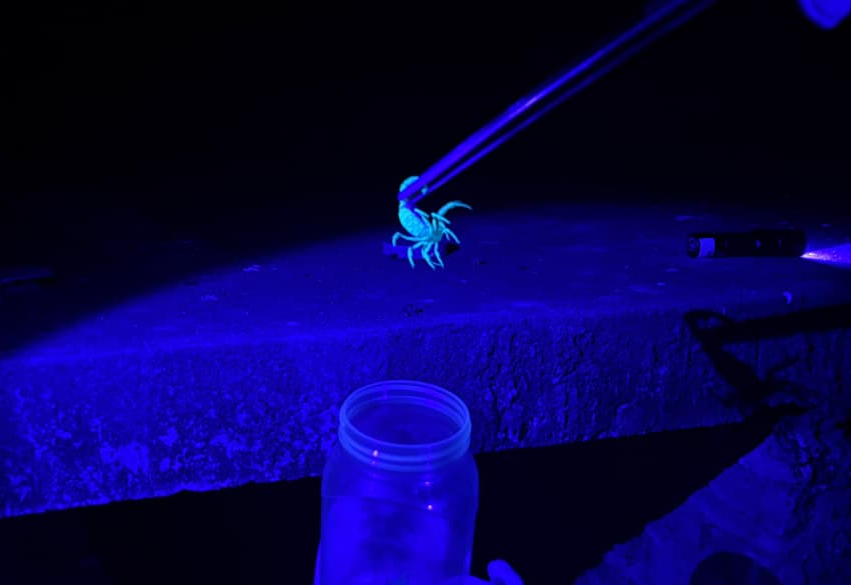 Centro de Controle de Zoonoses realiza ação preventiva no “piscinão” da Vila Marajoara