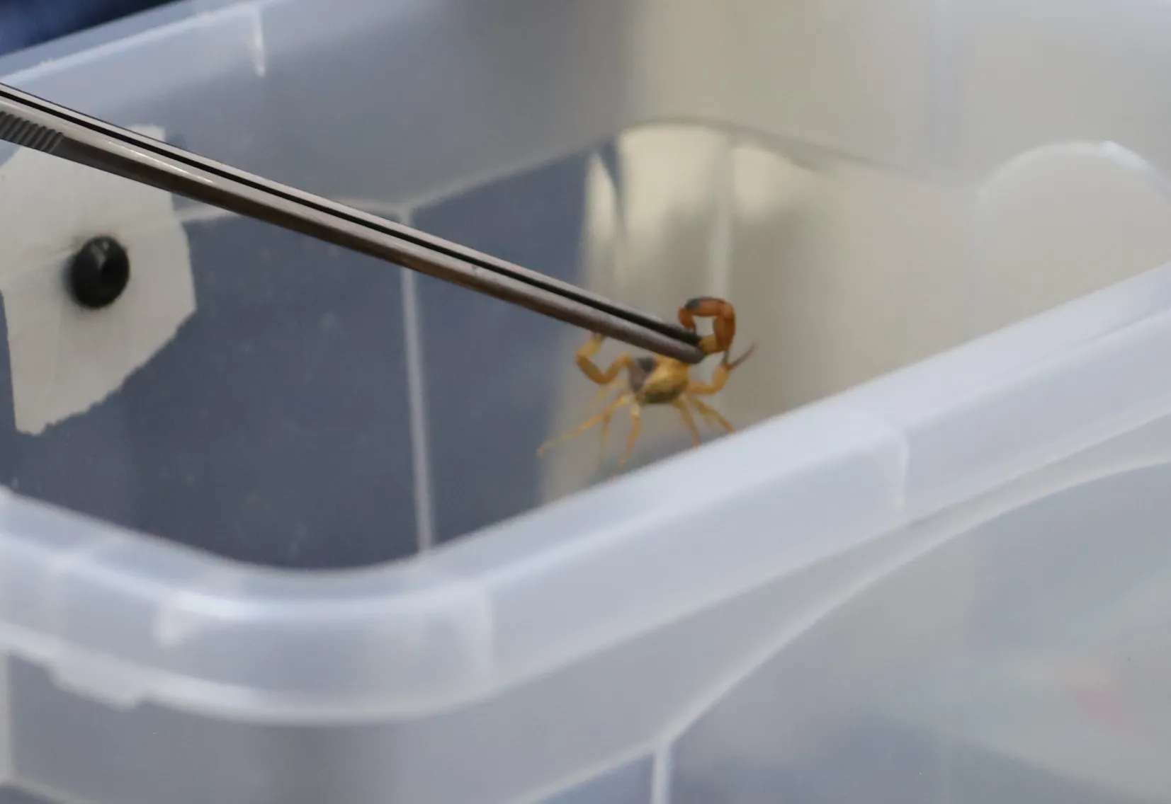 Centro de Controle de Zoonoses alerta para riscos do uso de inseticidas no combate a escorpiões