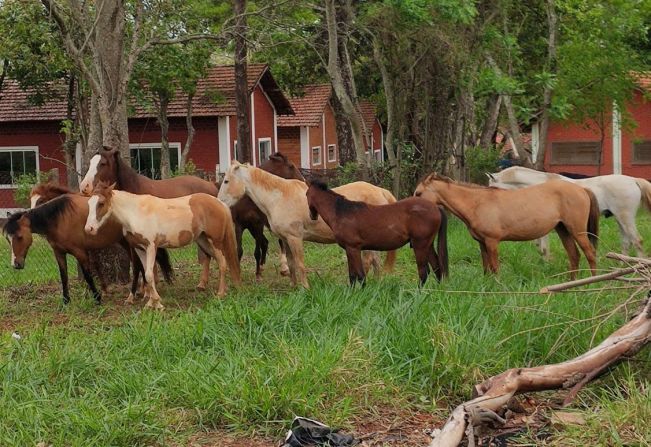 Meio Ambiente recolhe mais nove cavalos soltos em vias públicas