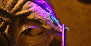 Prefeitura realiza ação de captura noturna de escorpiões