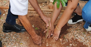Prefeitura mantém Portal de Arborização para solicitações da população