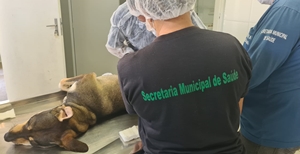 Prefeitura explica sobre os processos da castração gratuita de animais