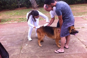 Campanha de vacinação antirrábica encerra nessa sexta