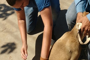 Campanha imuniza mais de 58% dos animais com vacinação antirrábica
