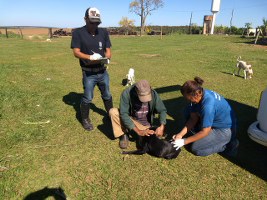 49ª Exapit terá diversas atividades voltadas ao Produtor Rural