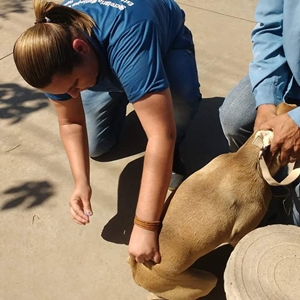 Secretaria de Saúde divulga balanço da campanha de vacinação Antirrábica