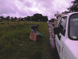 Prefeitura mantém serviço de coleta de animais mortos