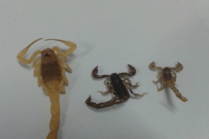 Prefeitura orienta sobre prevenção de escorpiões