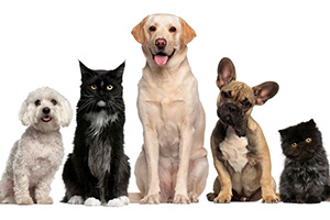 Prefeitura oferece serviço gratuito de castração de cães e gatos machos