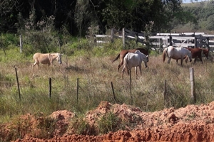 Prefeitura realiza apreensão de animais de grande porte soltos nas ruas