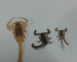 Gaspar e vereador Caio Aoqui entregam equipamentos para skatistas