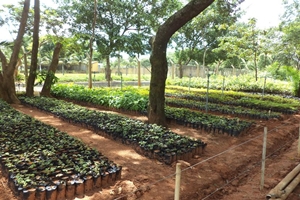 Viveiro Municipal distribui diversas espécies de mudas