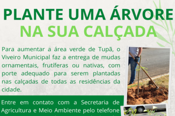 Plantio de árvores nas calçadas deve ser acompanhado pela Prefeitura