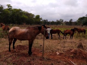 Prefeitura alerta para risco de animais de grande porte soltos em vias públicas