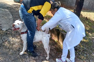 Saúde vacinou 400 animais em dois dias de Campanha